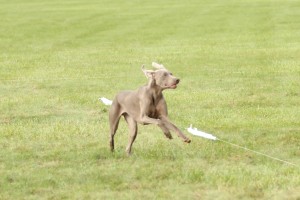 Lure Coursing