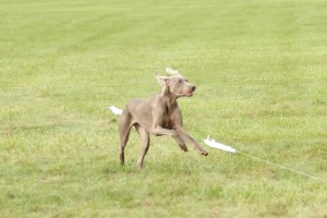 Lure Coursing