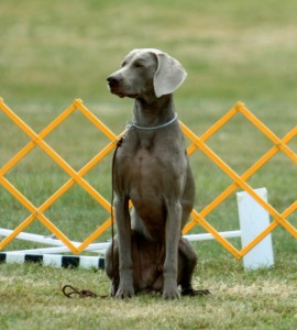 Weim obedience