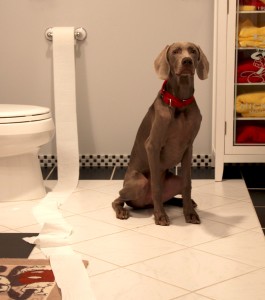 Weim toilet paper