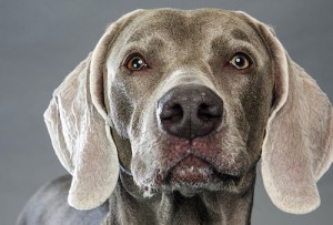 Weimaraner_CHEW