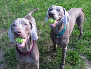 Weims tennis balls